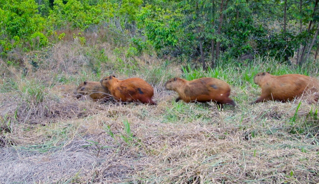 Prefeitura leva 44 capivaras da Lagoa Maior para o Parque Natural do Pombo; Entenda Prefeitura leva 44 capivaras da Lagoa Maior para o Parque Natural do Pombo; Entenda