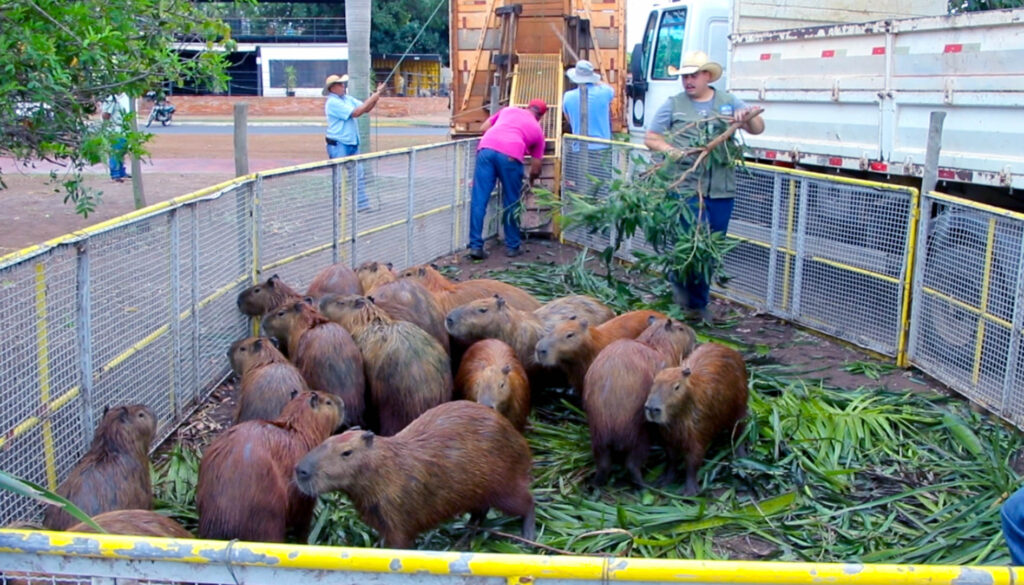Prefeitura leva 44 capivaras da Lagoa Maior para o Parque Natural do Pombo; Entenda Prefeitura leva 44 capivaras da Lagoa Maior para o Parque Natural do Pombo; Entenda