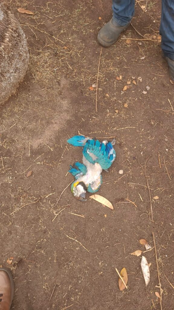 Vândalo ataca ninho de arara e ave é morta a pedradas na Lagoa Maior, em Três Lagoas
