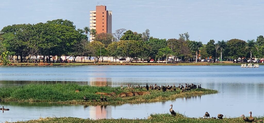 Vândalo ataca ninho de arara e ave é morta a pedradas na Lagoa Maior, em Três Lagoas