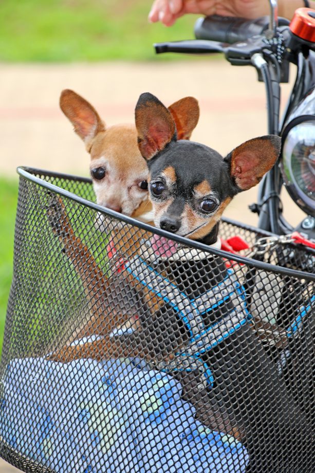 SMS imunizou mais de 120 animais contra a raiva no último sábado (9), na Feira Central SMS imunizou mais de 120 animais contra a raiva no último sábado (9), na Feira Central