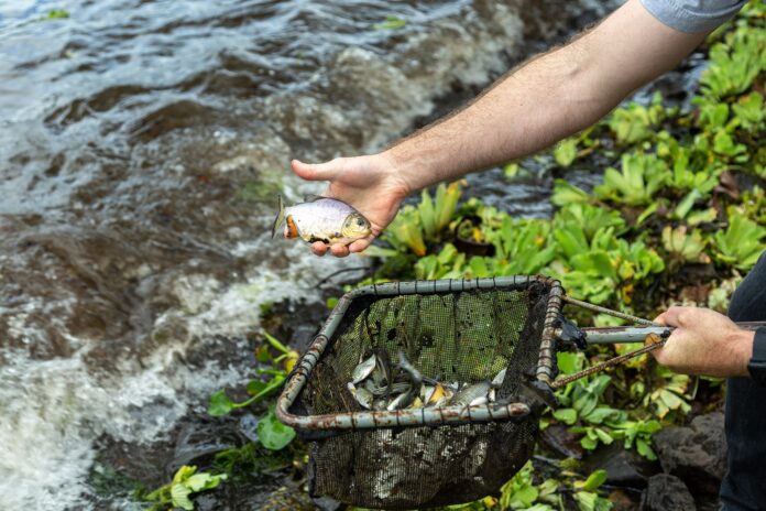 Soltura de Peixes CTG Brasil