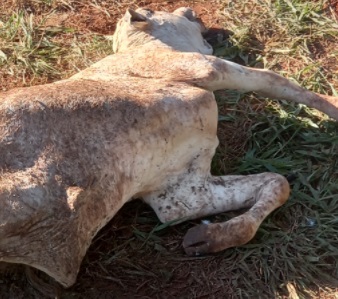 Novilhas Nelore PO avaliadas em mais R$ 45 mil são furtadas em fazenda de Três Lagoas Novilhas Nelore PO avaliadas em mais R$ 45 mil são furtadas em fazenda de Três Lagoas