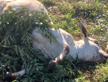Novilhas Nelore PO avaliadas em mais R$ 45 mil são furtadas em fazenda de Três Lagoas Novilhas Nelore PO avaliadas em mais R$ 45 mil são furtadas em fazenda de Três Lagoas