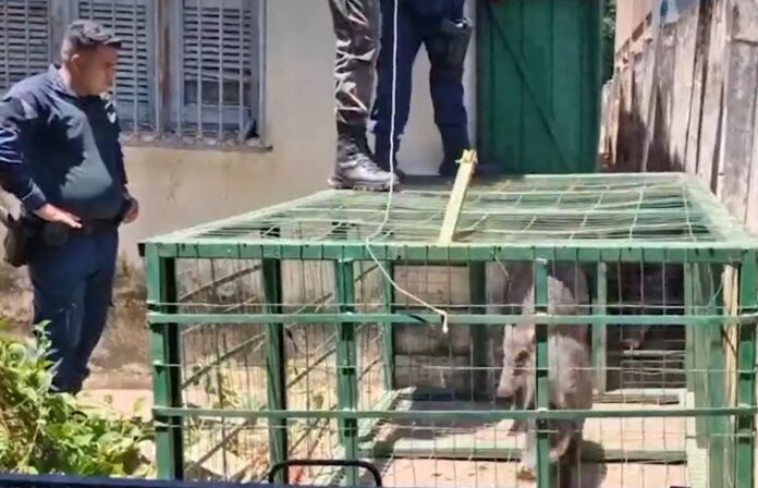 Imagem do WhatsApp de 2025-01-16 à(s) 17.06.30_ee59d0cd