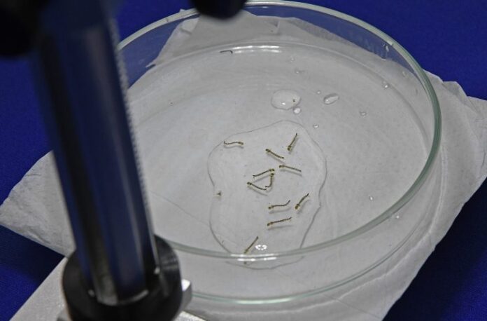 Mosquito-da-dengue-Foto-Bruno-Rezende-730x480-1 (2)