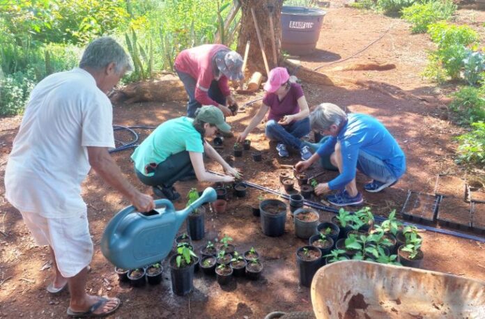 fitoterapicos-730x480