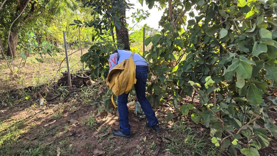 Equipes da Saúde promovem blitz educativa no Distrito de Arapuá para ajudar no combate ao mosquito Aedes aegypti