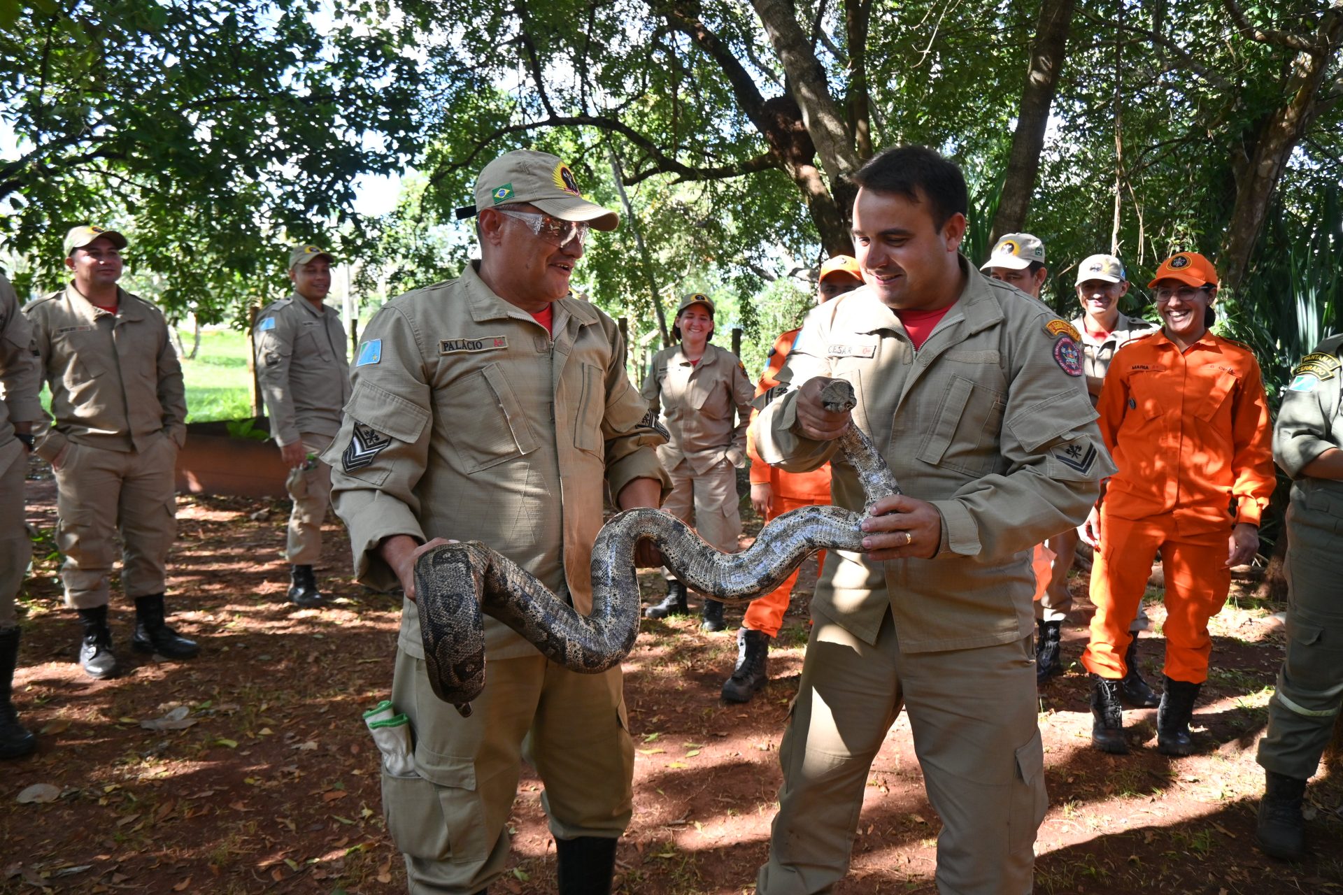 Na luta contra o fogo toda vida importa e Bombeiros aprimoram técnicas para resgate de animais silvestres Na luta contra o fogo toda vida importa e Bombeiros aprimoram técnicas para resgate de animais silvestres