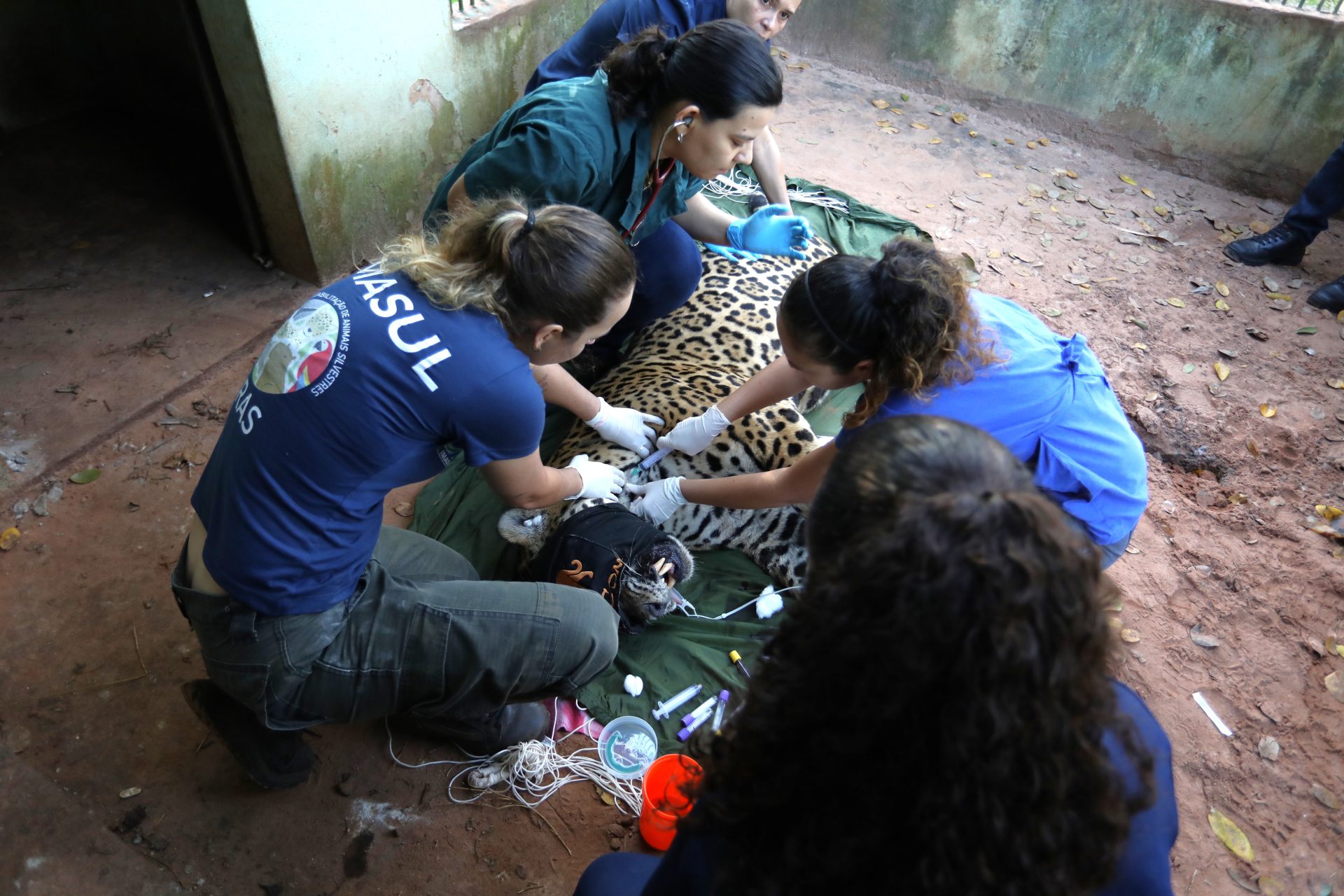 Onça-pintada capturada no Pantanal é transferida para área específica de fauna silvestre em SP Onça-pintada capturada no Pantanal é transferida para área específica de fauna silvestre em SP