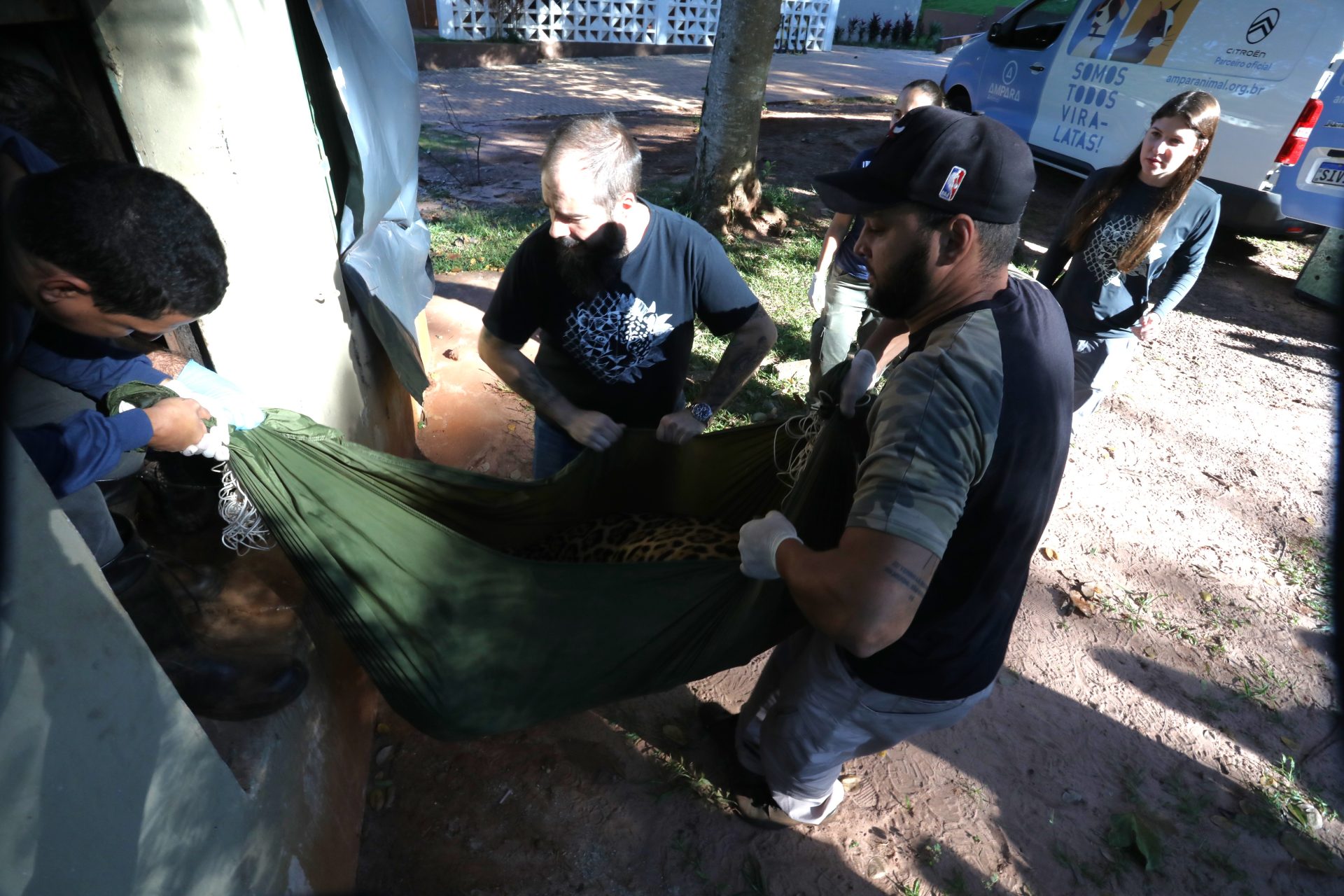Onça-pintada capturada no Pantanal é transferida para área específica de fauna silvestre em SP Onça-pintada capturada no Pantanal é transferida para área específica de fauna silvestre em SP