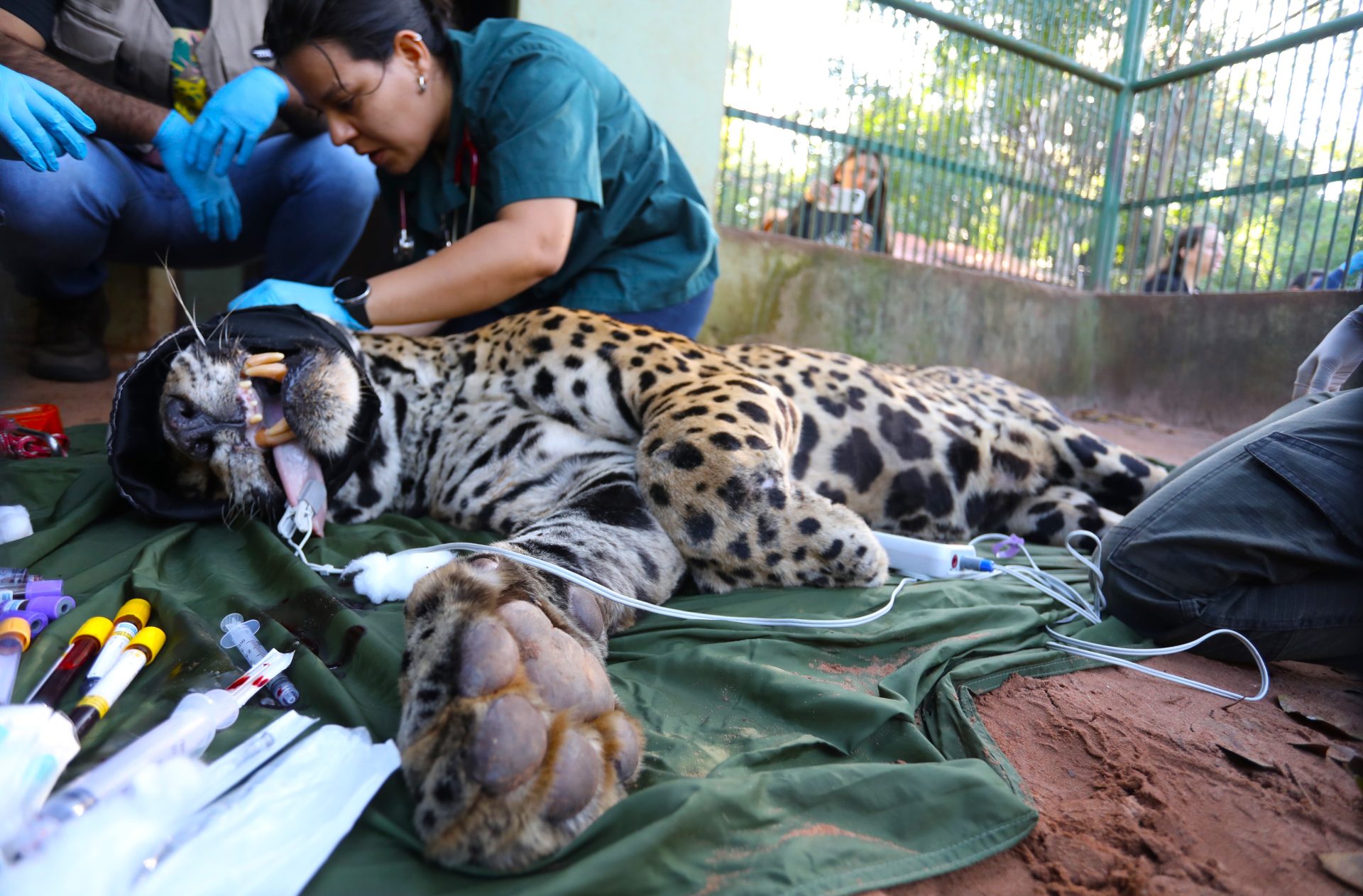 Onça-pintada capturada no Pantanal é transferida para área específica de fauna silvestre em SP Onça-pintada capturada no Pantanal é transferida para área específica de fauna silvestre em SP