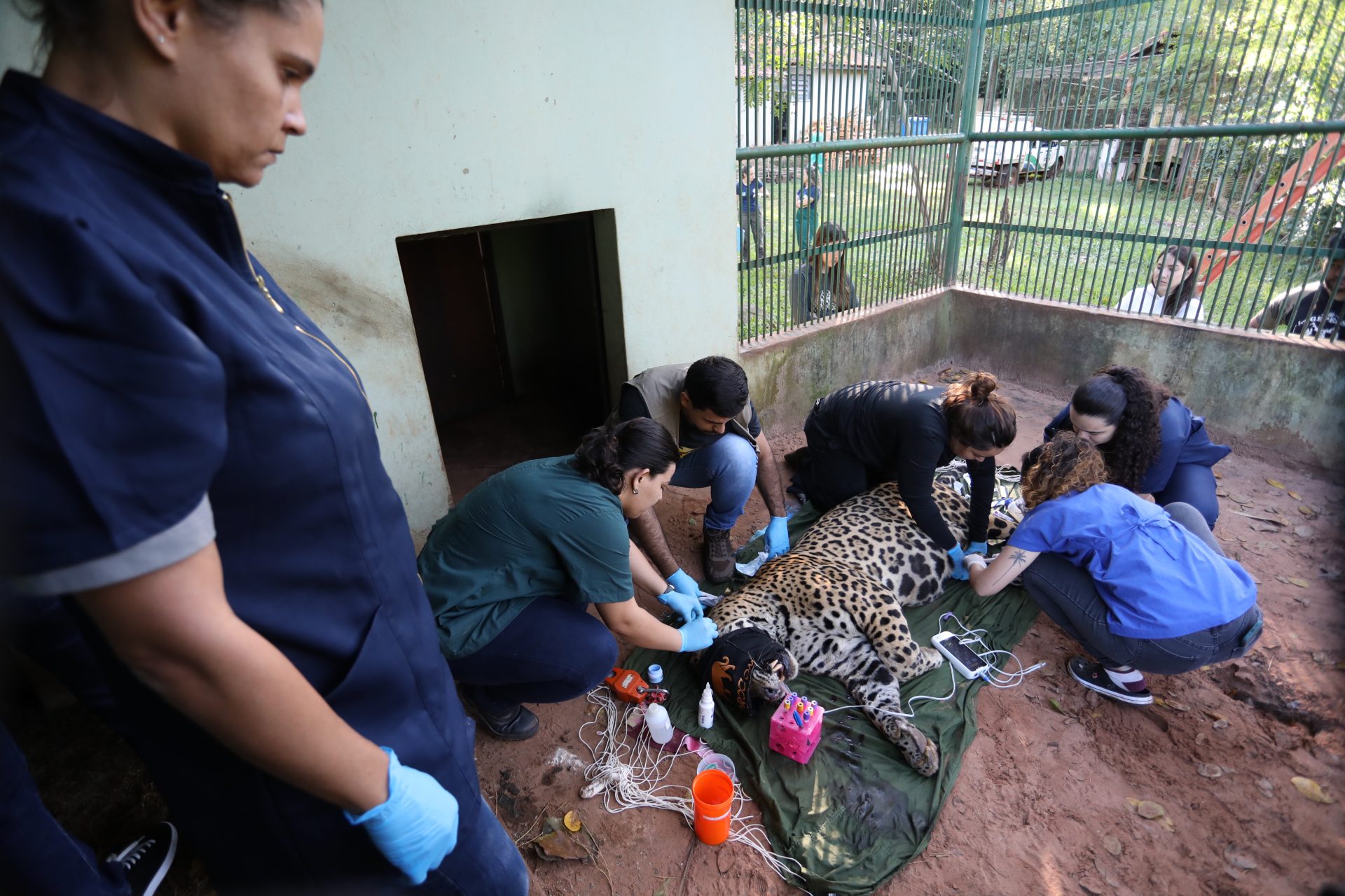 Onça-pintada capturada no Pantanal é transferida para área específica de fauna silvestre em SP Onça-pintada capturada no Pantanal é transferida para área específica de fauna silvestre em SP