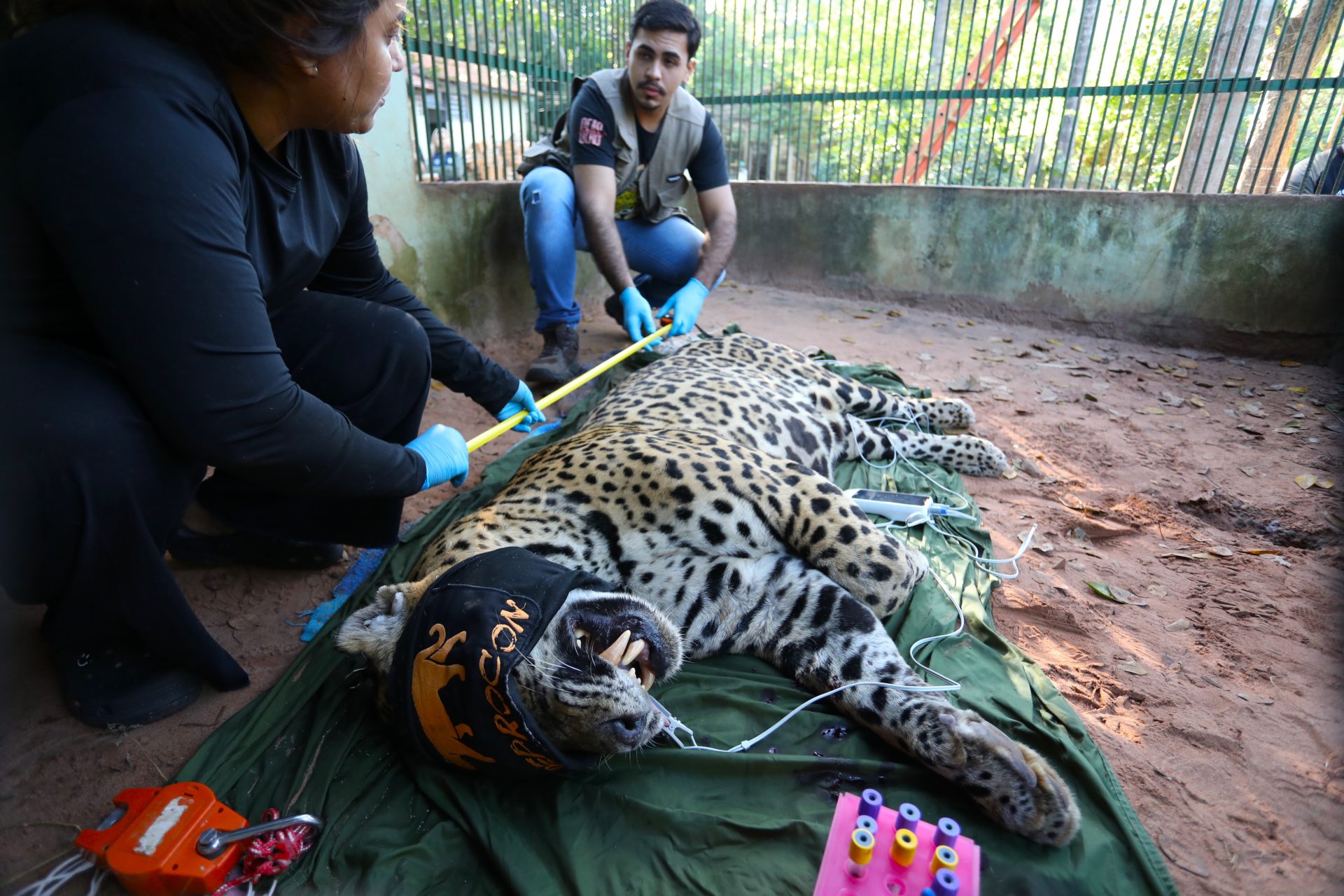 Onça-pintada capturada no Pantanal é transferida para área específica de fauna silvestre em SP Onça-pintada capturada no Pantanal é transferida para área específica de fauna silvestre em SP