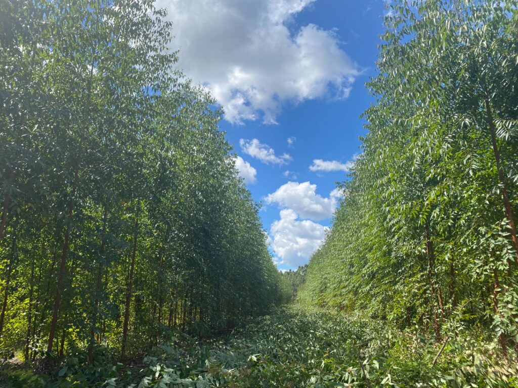 Grupo Ouro Verde Florestal se consolida no mercado com soluções completas do plantio à colheita Grupo Ouro Verde Florestal se consolida no mercado com soluções completas do plantio à colheita
