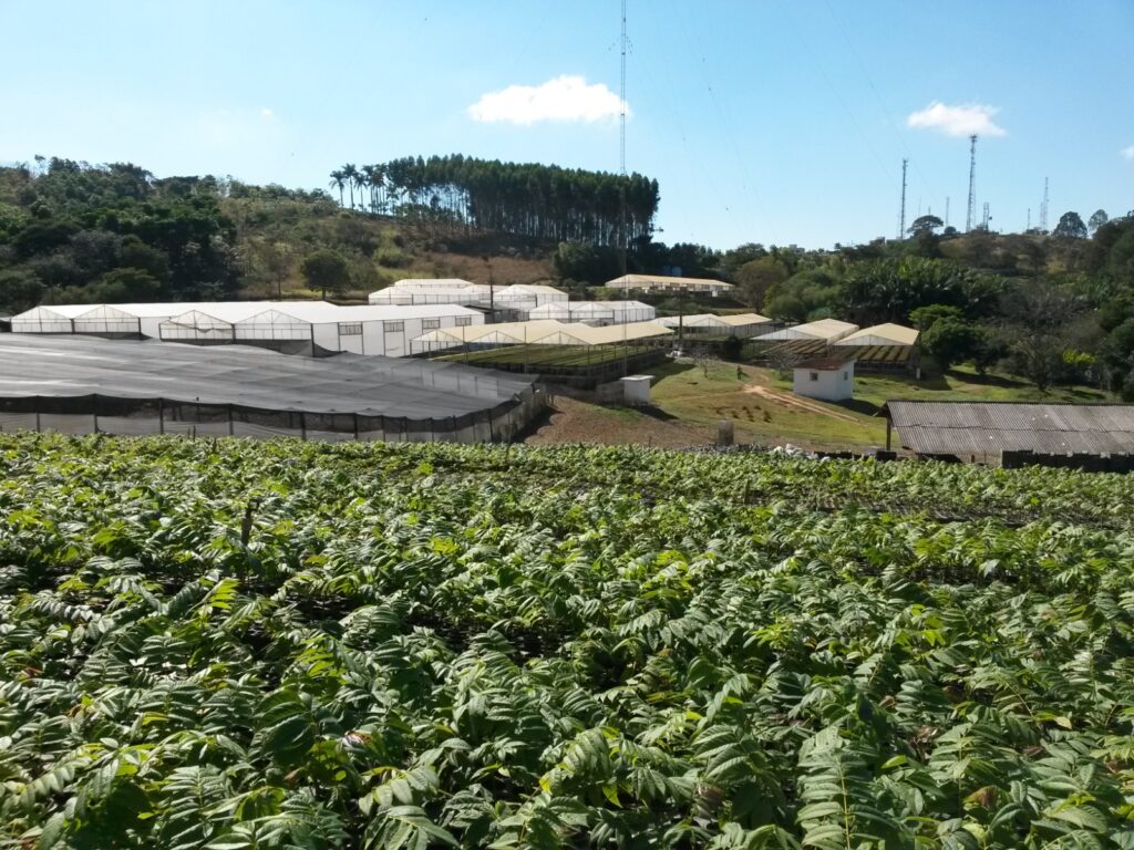 Grupo Ouro Verde Florestal se consolida no mercado com soluções completas do plantio à colheita Grupo Ouro Verde Florestal se consolida no mercado com soluções completas do plantio à colheita