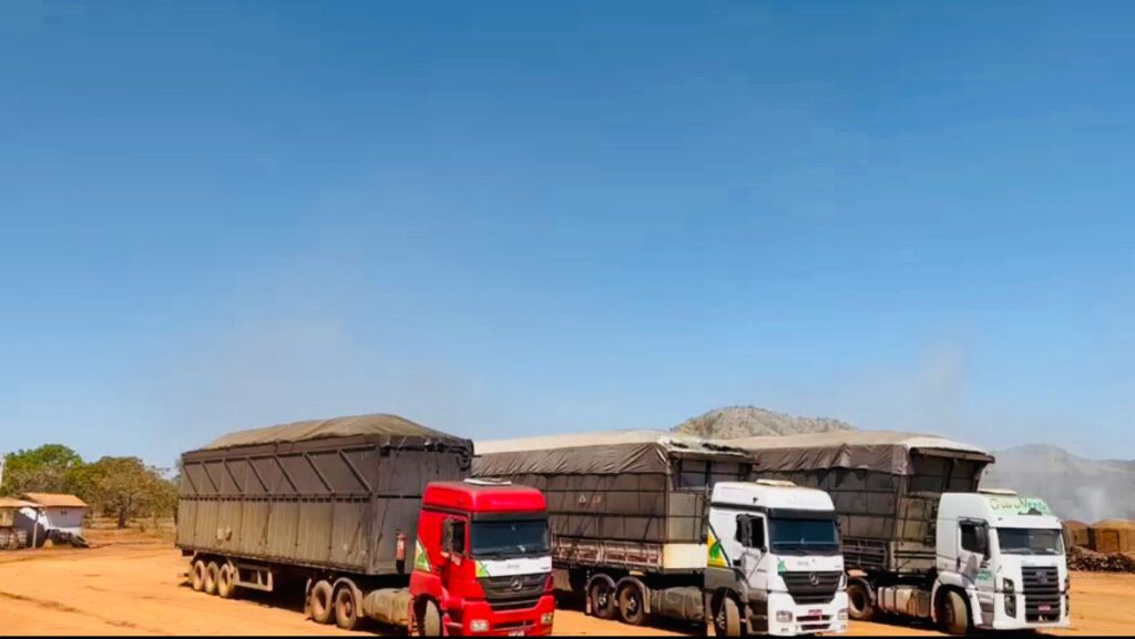 Grupo Ouro Verde Florestal se consolida no mercado com soluções completas do plantio à colheita Grupo Ouro Verde Florestal se consolida no mercado com soluções completas do plantio à colheita