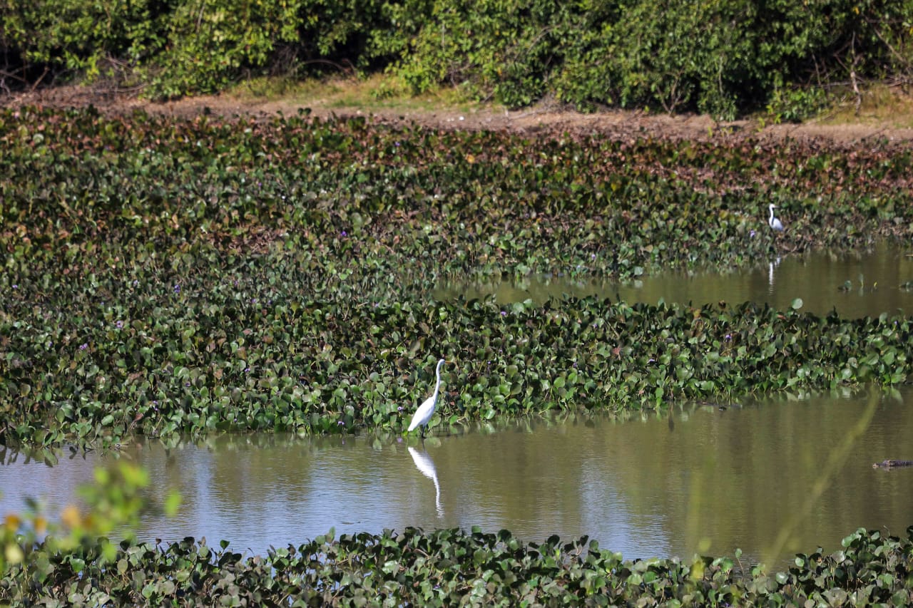 Novo regramento ambiental e monitoramento via satélite ajudam a reduzir supressão vegetal no Pantanal Novo regramento ambiental e monitoramento via satélite ajudam a reduzir supressão vegetal no Pantanal