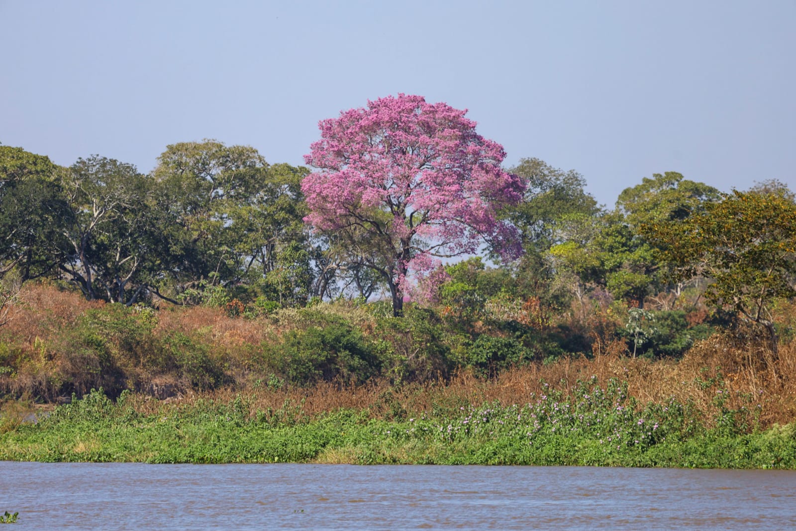 Novo regramento ambiental e monitoramento via satélite ajudam a reduzir supressão vegetal no Pantanal Novo regramento ambiental e monitoramento via satélite ajudam a reduzir supressão vegetal no Pantanal