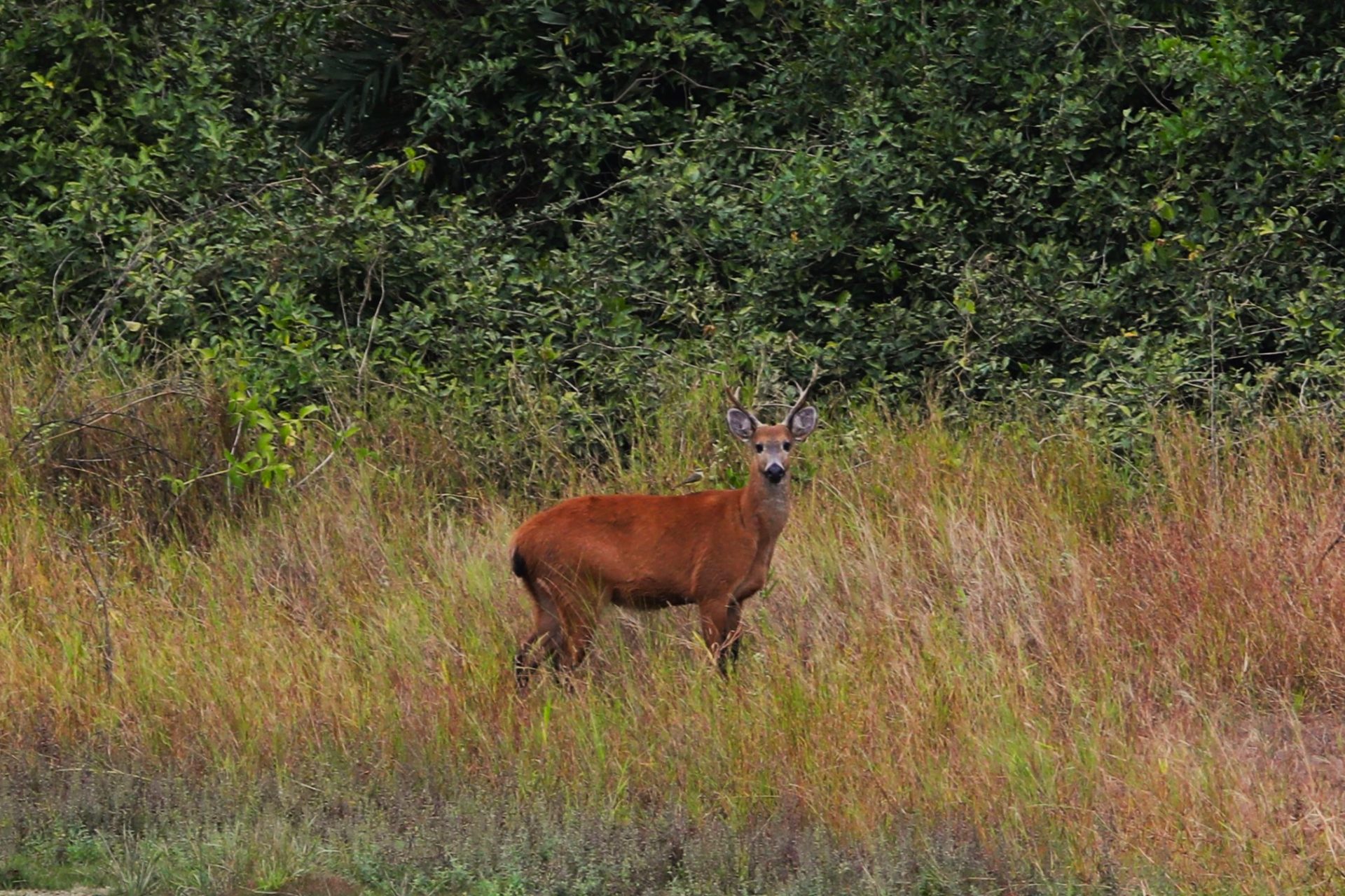 Novo regramento ambiental e monitoramento via satélite ajudam a reduzir supressão vegetal no Pantanal Novo regramento ambiental e monitoramento via satélite ajudam a reduzir supressão vegetal no Pantanal