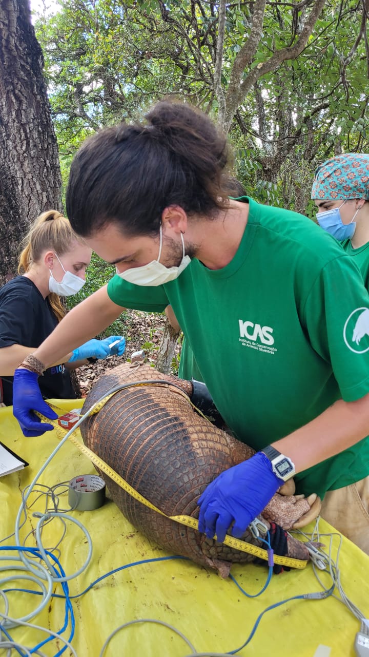 Suzano e ICAS se unem para promover a conservação do tatu-canastra em Mato Grosso do Sul Suzano e ICAS se unem para promover a conservação do tatu-canastra em Mato Grosso do Sul