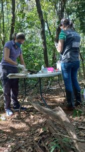 SES e Imasul lançam guia pioneiro sobre convivência com quatis SES e Imasul lançam guia pioneiro sobre convivência com quatis