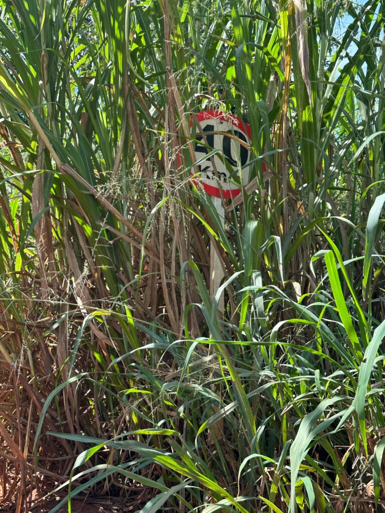 Três Lagoas cresce, mas bairro vizinho ao Alto da Boa Vista sofre com abandono urbano Três Lagoas cresce, mas bairro vizinho ao Alto da Boa Vista sofre com abandono urbano