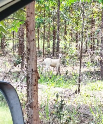 Eldorado Brasil registra 460 espécies de animais silvestres em suas áreas florestais Eldorado Brasil registra 460 espécies de animais silvestres em suas áreas florestais