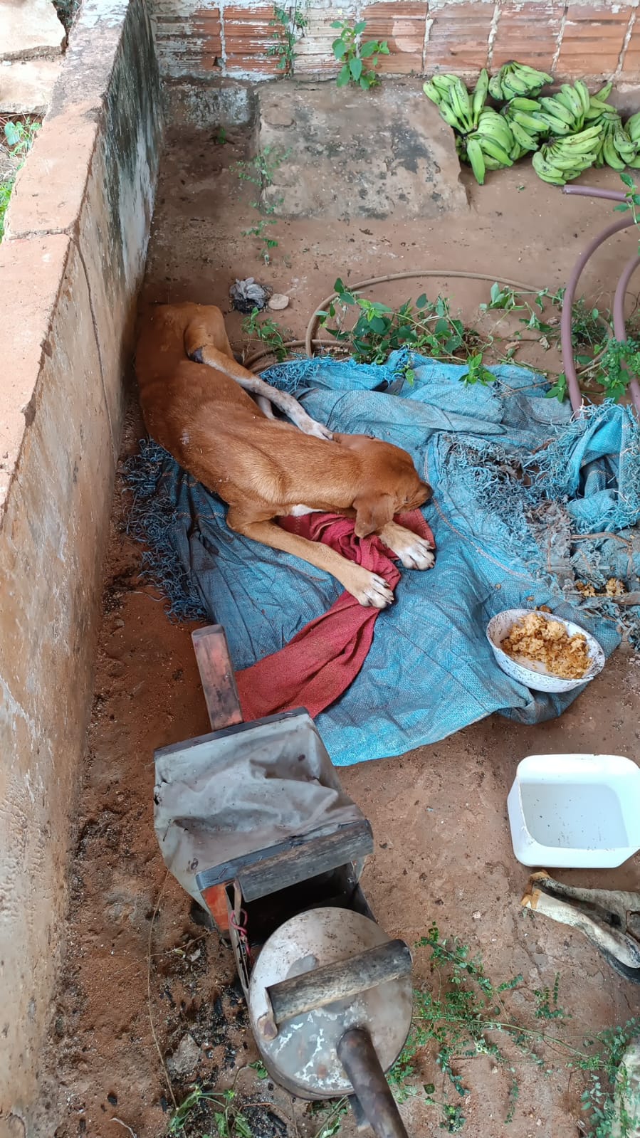 Homem é preso por maus tratos contra animal doméstico em Santa Rita do Pardo