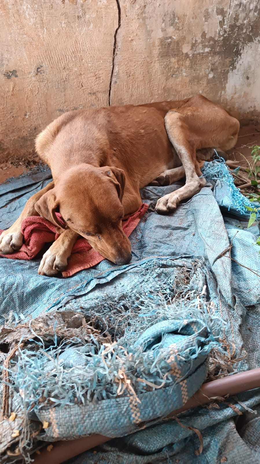 Homem é preso por maus tratos contra animal doméstico em Santa Rita do Pardo