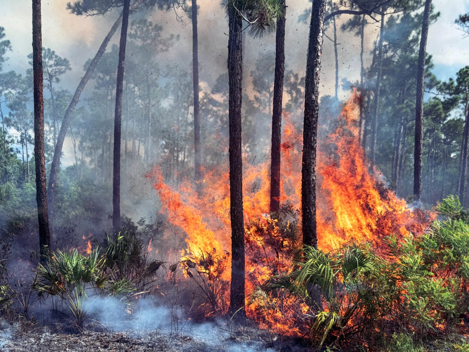 Estratégias norte-americanas de prevenção a incêndios florestais poderão ser implementadas em MS Estratégias norte-americanas de prevenção a incêndios florestais poderão ser implementadas em MS