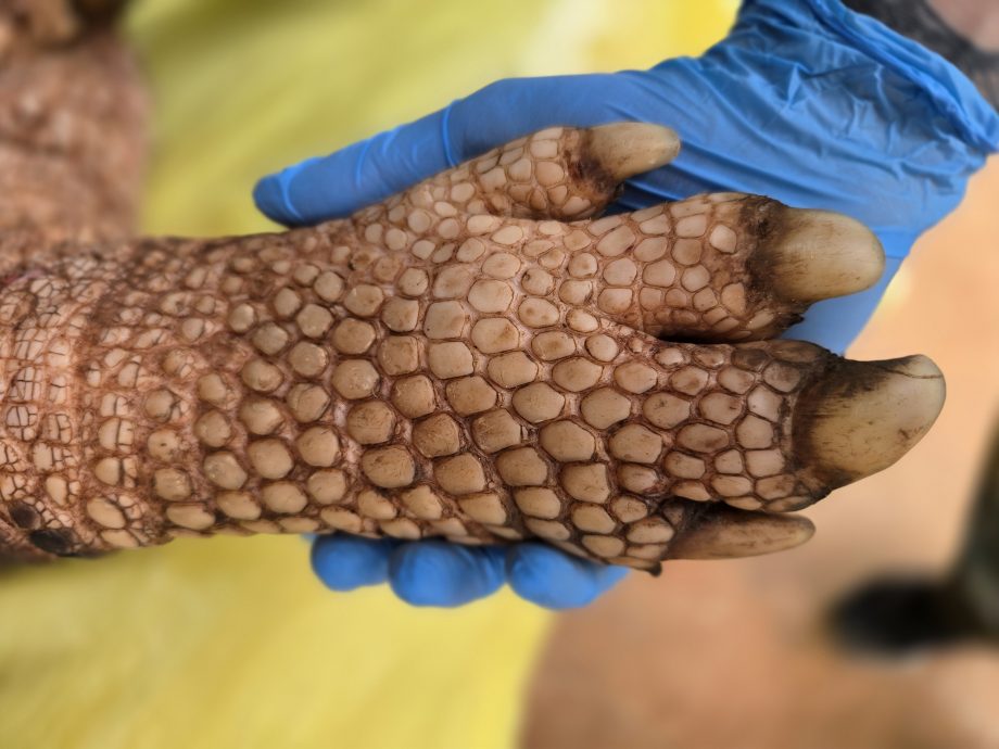 Nova captura de tatu-canastra no Parque do Pombo reforça a importância da unidade como refúgio para a biodiversidade Nova captura de tatu-canastra no Parque do Pombo reforça a importância da unidade como refúgio para a biodiversidade