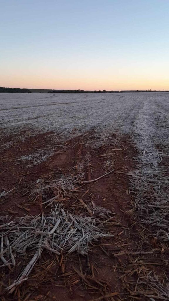 Inverno chegou com tudo: Galinhas são petrificadas durante geada em Mato Grosso do Sul Inverno chegou com tudo: Galinhas são petrificadas durante geada em Mato Grosso do Sul