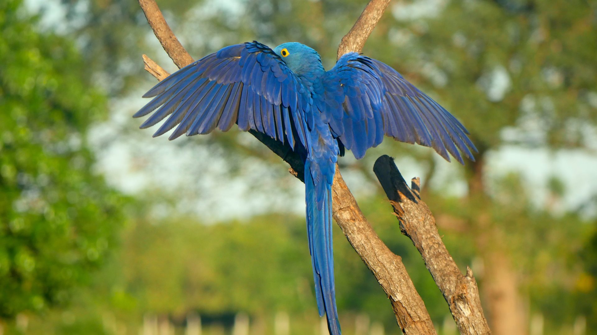 Famtour internacional destaca o Pantanal de MS como destino estratégico para observação de aves Famtour internacional destaca o Pantanal de MS como destino estratégico para observação de aves