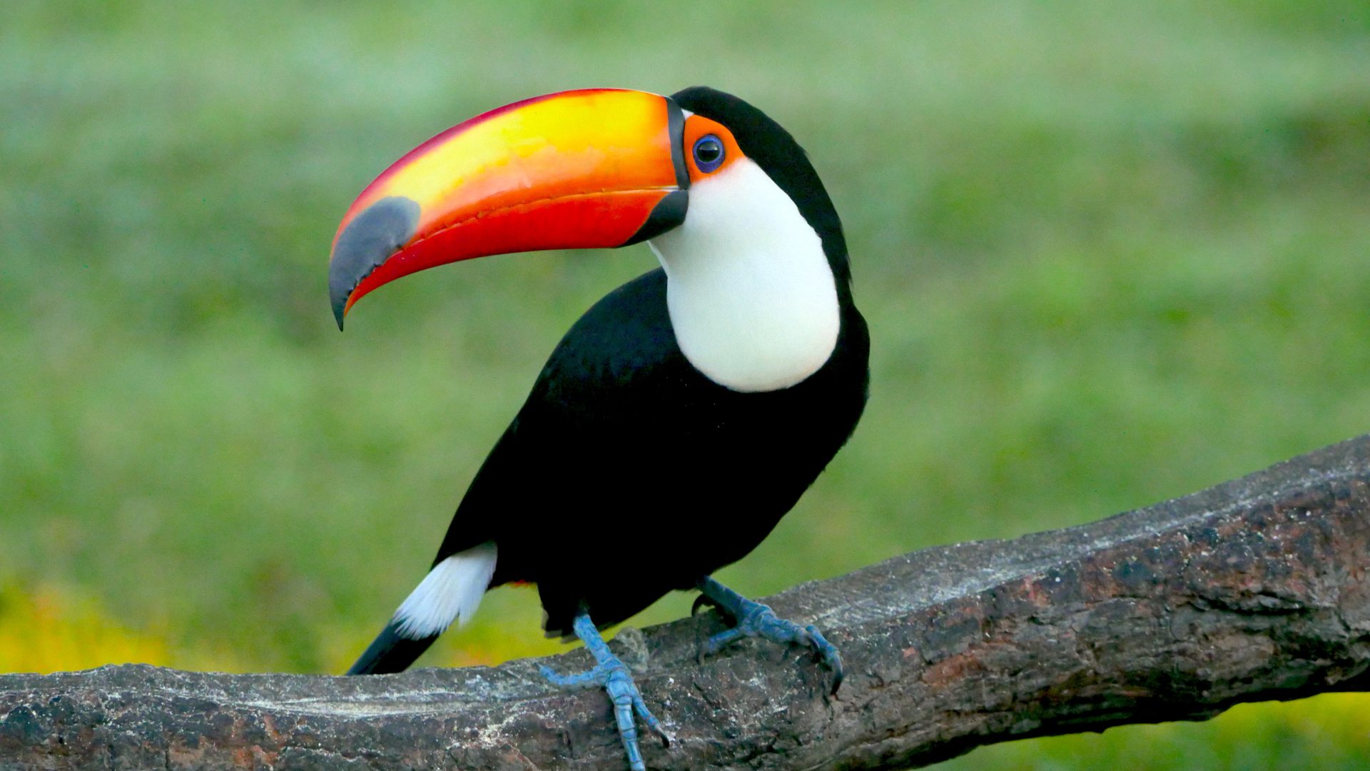 Famtour internacional destaca o Pantanal de MS como destino estratégico para observação de aves Famtour internacional destaca o Pantanal de MS como destino estratégico para observação de aves