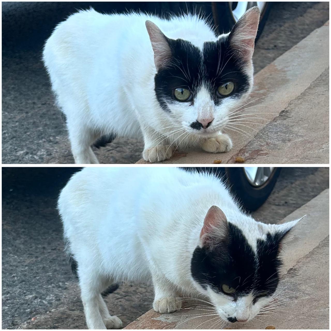 ONG busca lares para animais resgatados em feira de adoção neste sábado (7)