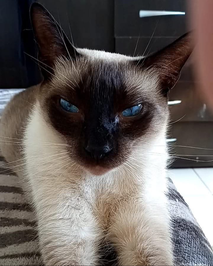 ONG busca lares para animais resgatados em feira de adoção neste sábado (7)