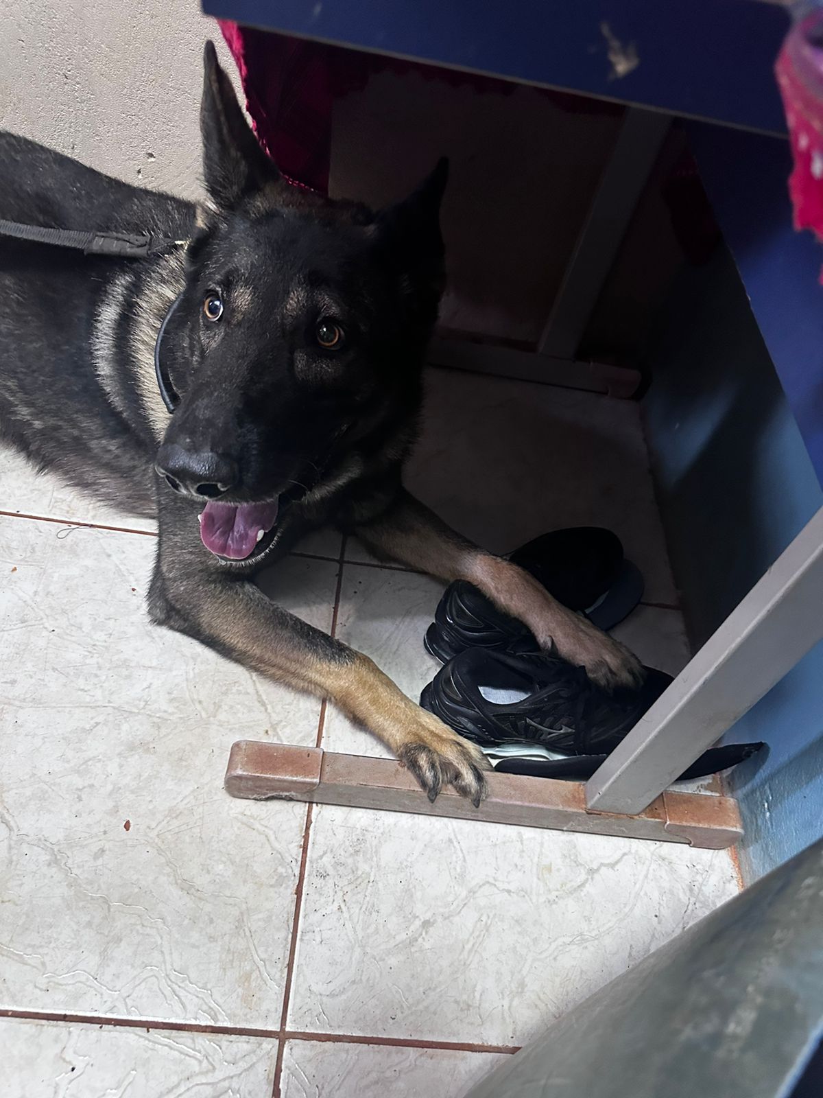 Em Três Lagoas, forças policiais deflagram Operação Hefesto e apreendem droga, munição e ouro avaliado em quase meio milhão de reais