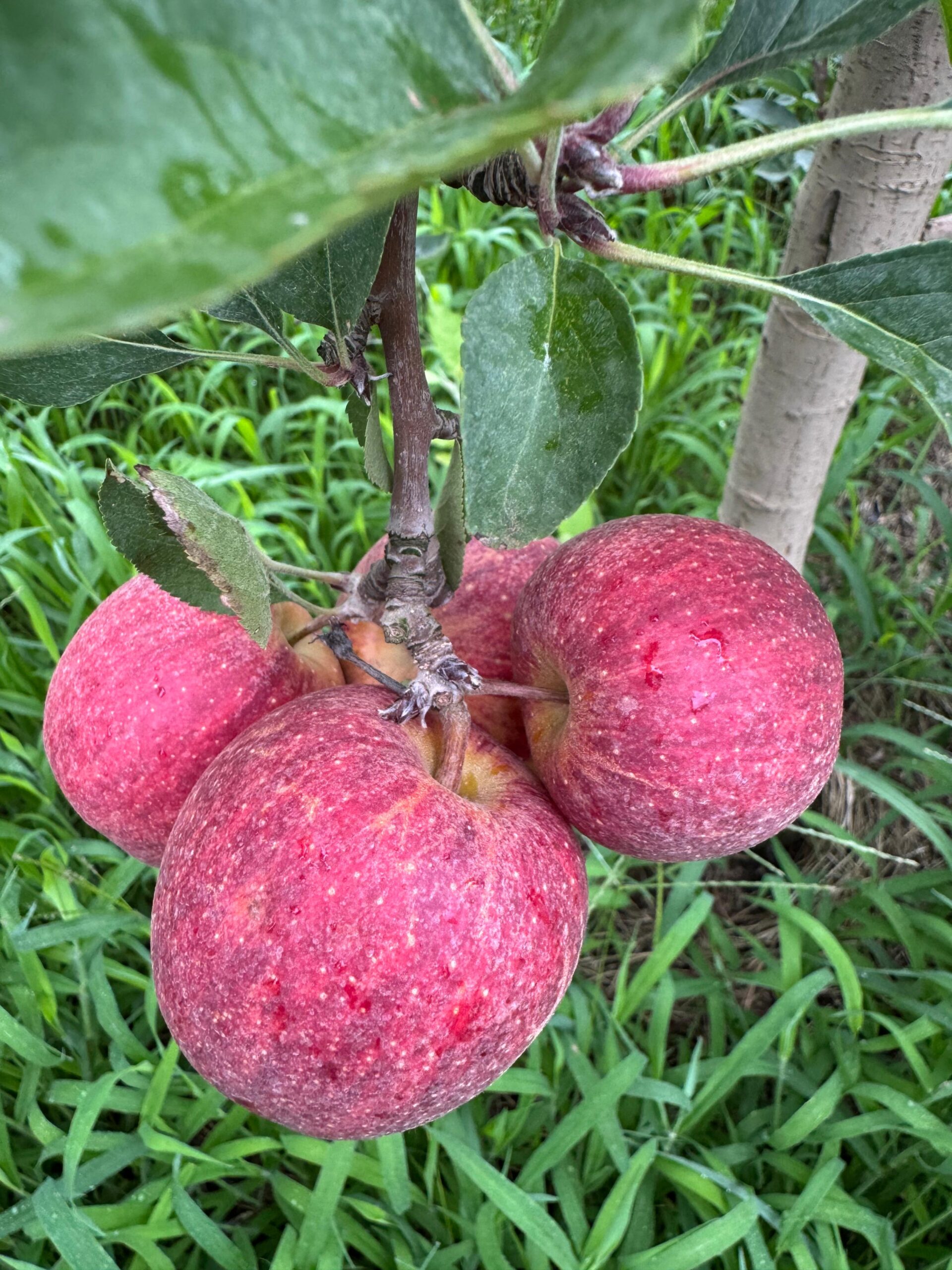 Com auxílio do Tecpar, Paraná terá nova tecnologia europeia para sistemas agrícolas Com auxílio do Tecpar, Paraná terá nova tecnologia europeia para sistemas agrícolas