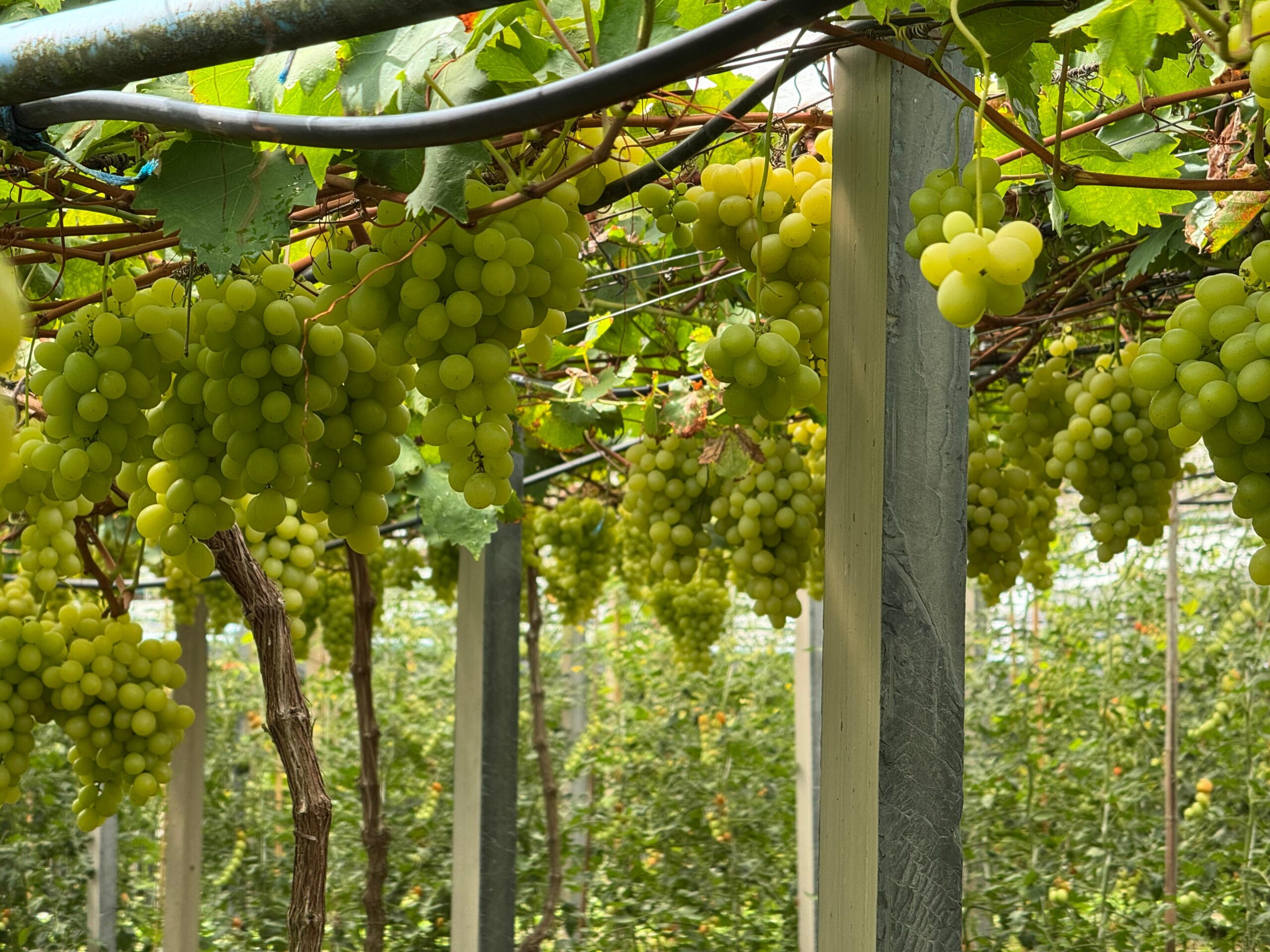 Com auxílio do Tecpar, Paraná terá nova tecnologia europeia para sistemas agrícolas Com auxílio do Tecpar, Paraná terá nova tecnologia europeia para sistemas agrícolas