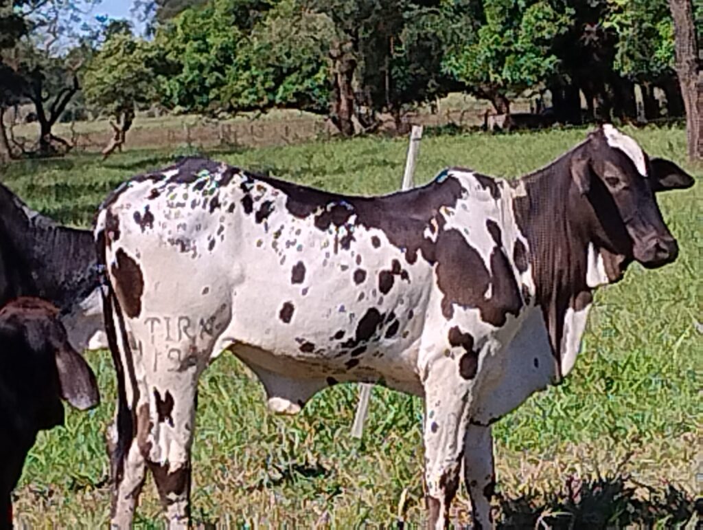 Operação Marca Fria: Polícia Civil desarticula esquema de furto e adulteração de gado em Brasilândia Operação Marca Fria: Polícia Civil desarticula esquema de furto e adulteração de gado em Brasilândia