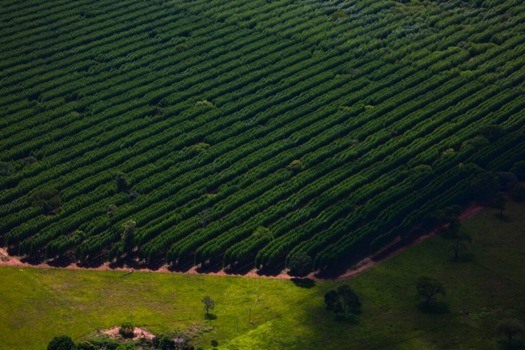 MS se consolida como potência florestal e ocupa 2º lugar em plantio de eucalipto no Brasil MS se consolida como potência florestal e ocupa 2º lugar em plantio de eucalipto no Brasil
