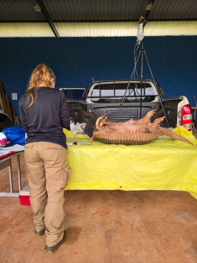 Nova captura de tatu-canastra no Parque do Pombo reforça a importância da unidade como refúgio para a biodiversidade Nova captura de tatu-canastra no Parque do Pombo reforça a importância da unidade como refúgio para a biodiversidade