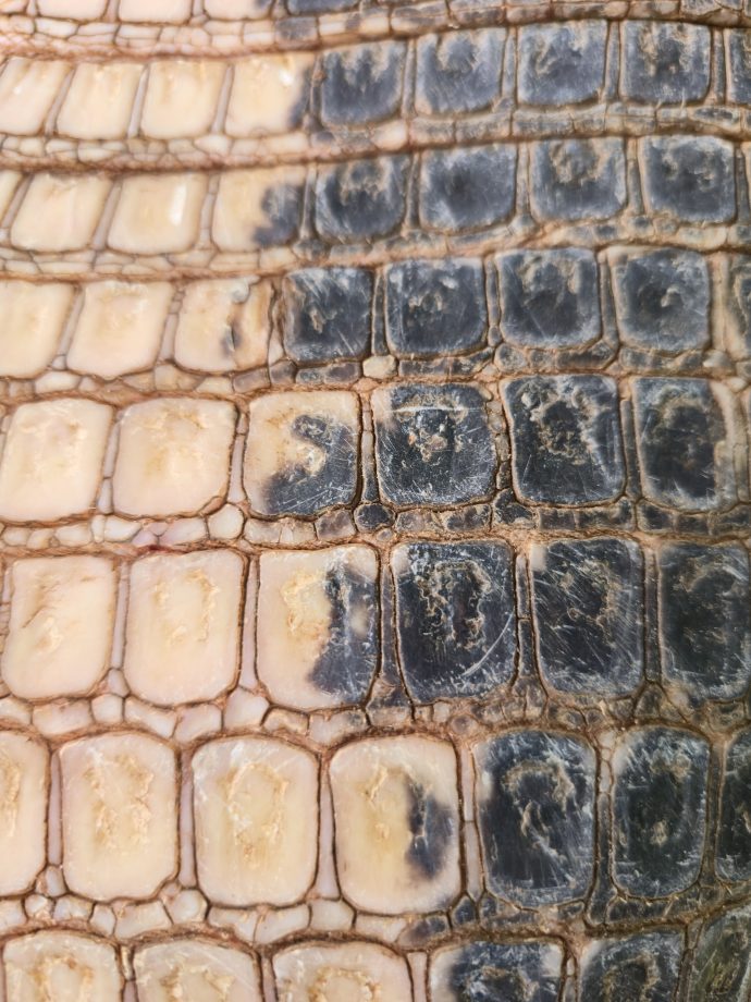 Nova captura de tatu-canastra no Parque do Pombo reforça a importância da unidade como refúgio para a biodiversidade Nova captura de tatu-canastra no Parque do Pombo reforça a importância da unidade como refúgio para a biodiversidade
