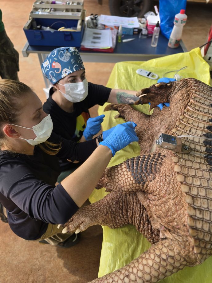 Nova captura de tatu-canastra no Parque do Pombo reforça a importância da unidade como refúgio para a biodiversidade Nova captura de tatu-canastra no Parque do Pombo reforça a importância da unidade como refúgio para a biodiversidade