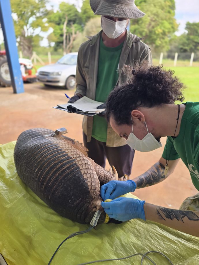 Nova captura de tatu-canastra no Parque do Pombo reforça a importância da unidade como refúgio para a biodiversidade Nova captura de tatu-canastra no Parque do Pombo reforça a importância da unidade como refúgio para a biodiversidade