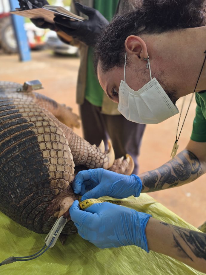 Nova captura de tatu-canastra no Parque do Pombo reforça a importância da unidade como refúgio para a biodiversidade Nova captura de tatu-canastra no Parque do Pombo reforça a importância da unidade como refúgio para a biodiversidade