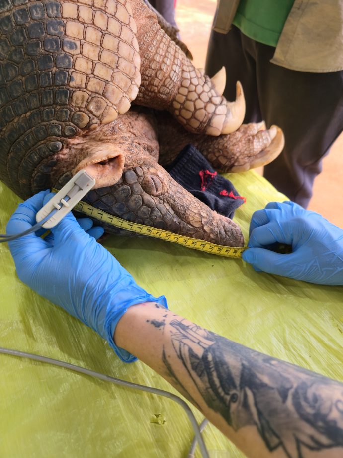 Nova captura de tatu-canastra no Parque do Pombo reforça a importância da unidade como refúgio para a biodiversidade Nova captura de tatu-canastra no Parque do Pombo reforça a importância da unidade como refúgio para a biodiversidade