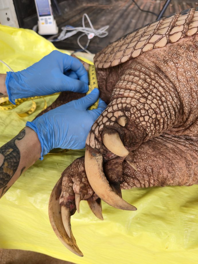 Nova captura de tatu-canastra no Parque do Pombo reforça a importância da unidade como refúgio para a biodiversidade Nova captura de tatu-canastra no Parque do Pombo reforça a importância da unidade como refúgio para a biodiversidade