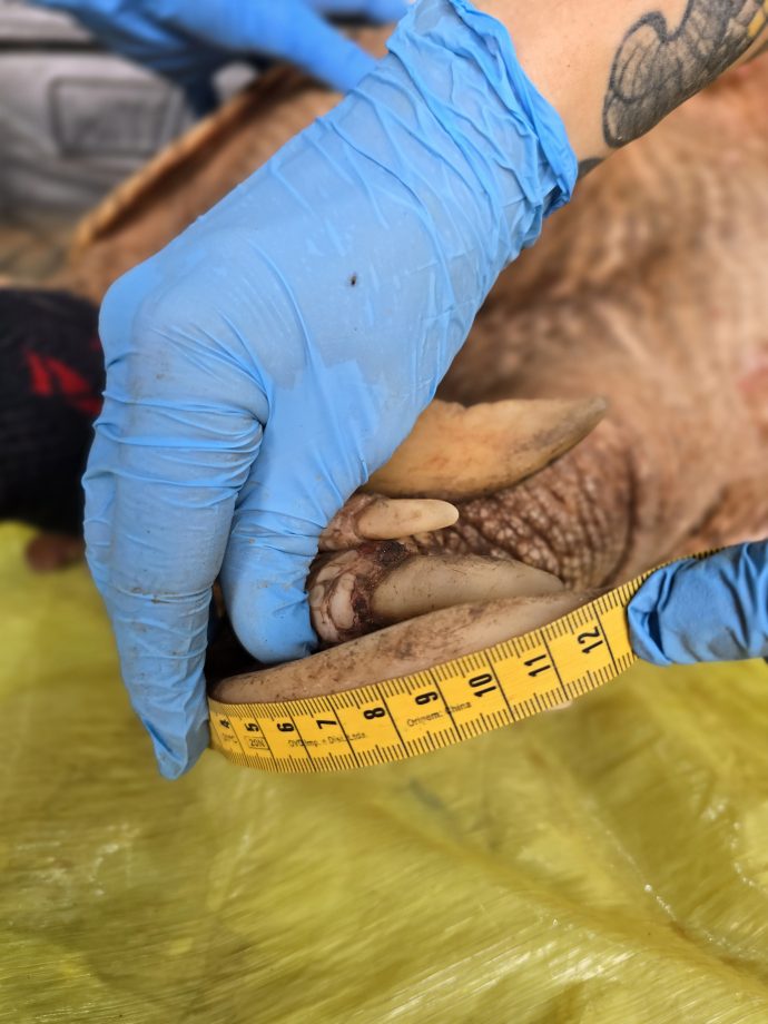 Nova captura de tatu-canastra no Parque do Pombo reforça a importância da unidade como refúgio para a biodiversidade Nova captura de tatu-canastra no Parque do Pombo reforça a importância da unidade como refúgio para a biodiversidade